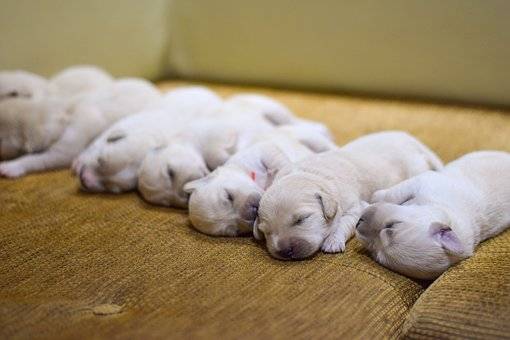 portée de chiots