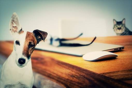 Comment Diagnostiquer une insuffisance lutéale par le suivi de la progestéronémie chez la chienne au laboratoire VET'ANALYS à hyères