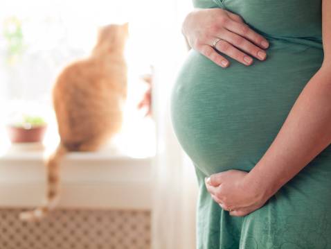 risque de toxoplasmose chat femme enceinte