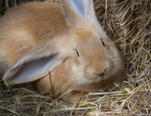 Encephalitozoonose du lapin par le laboratoire VETANALYS à NICE 06